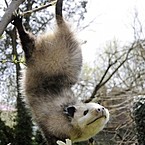 Аркадий Самодин