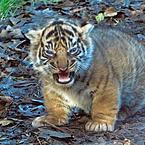 Максим Гимерлейх