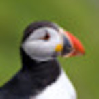 Commandante Puffin