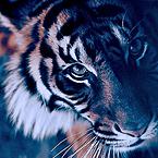 Влад Селетков