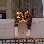 Катя Белова