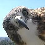 Андрей Скороходов