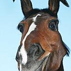 Ольга Говдыш