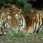 Татьяна Кудряшова