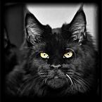 Liudmyla Shapovalova