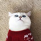 Наталья Белова