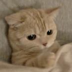 Валерия Блаженко