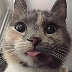 Кошечка Рузя