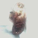 Владимир Трапезников