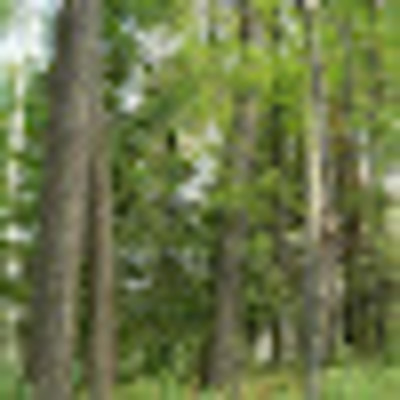 Мария Кузенская