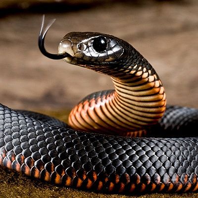 Наталья Тяпкина