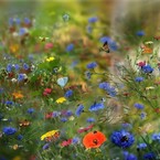 Александр Ветров