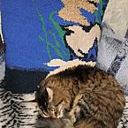 Елена Целякова