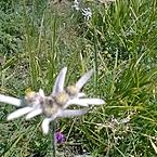 Эужения Абдель