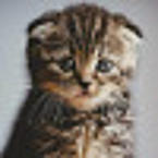 Алина Костромина