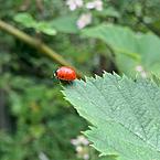 Arina-Lymar Arina-Lymar