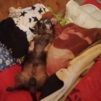 Антон Валерич