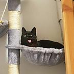 Тимур Расулов