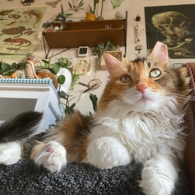 Елена Хендриксенко