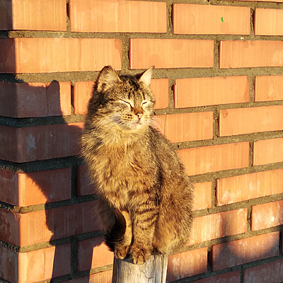 Полина Мезенцева