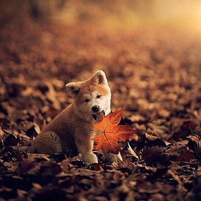 Юлька Мусаева