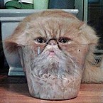 Антонина Вишнёва