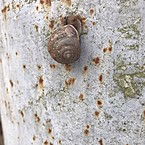 Елизавета Буженко