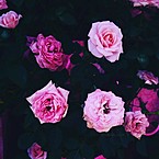 Доминика Коэль