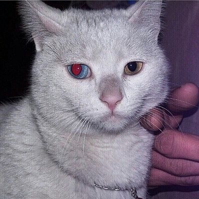 Богдан Грушко